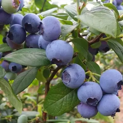 Голубика БЛЮГОЛД в Колодищи