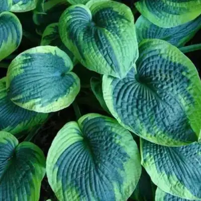 Хоста ТОКУДАМА ФЛАВОЦИРЦИНАЛИС гибридная в Колодищи