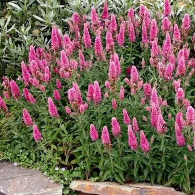 Вероника РОЗЕА колосковая в Колодищи