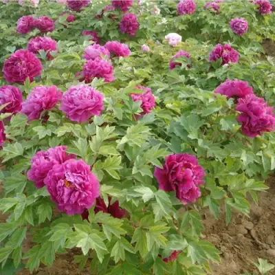 Пион КИТАЙСКИЙ ШЕЛК травянистый в Колодищи