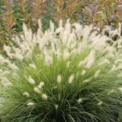 Пеннисетум ХАМЕЛН в Колодищи