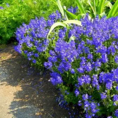 Вероника РОЯЛ БЛЮ большая в Колодищи