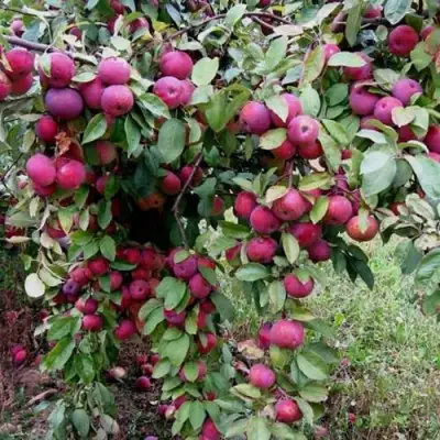 Яблоня ФЛОРИНА в Колодищи