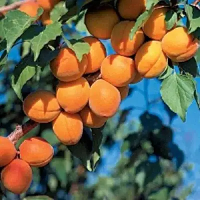 Абрикос ХАРКОТ в Колодищи