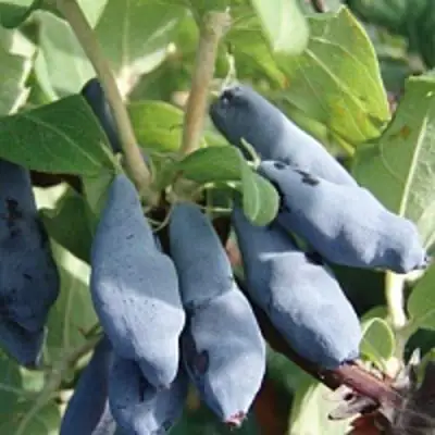 Жимолость съедобная НИМФА (ГАММА) в Колодищи