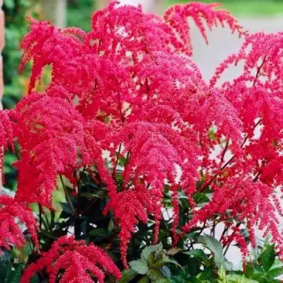 Астильба РЕД ЧАРМ Арендса в Колодищи