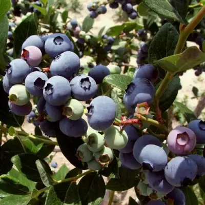 Голубика ЭЛИЗАБЕТ в Колодищи