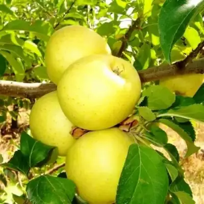 Яблоня ГОЛДЕН ДЕЛИШЕС в Колодищи