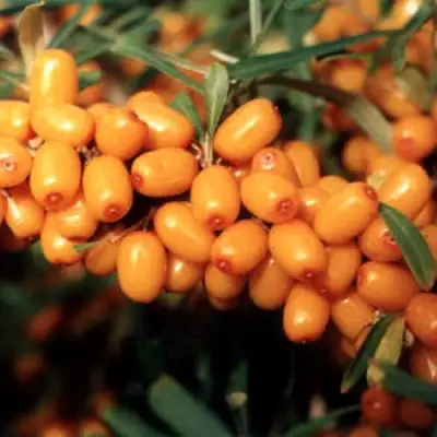 Облепиха ДАР МГУ в Колодищи