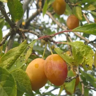 Слива НАТАША в Колодищи