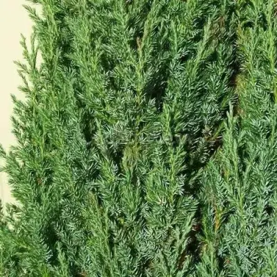 Можжевельник ХИБЕРНИКА обыкновенный  в Колодищи