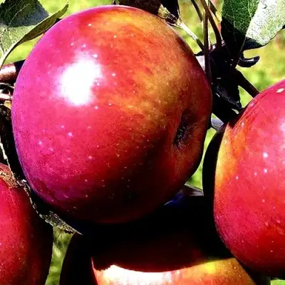 Яблоня ВЕСЯЛИНА в Колодищи