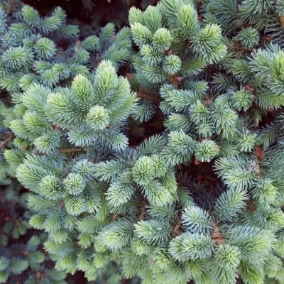 Ель ЭХИНИФОРМИС сизая в Колодищи