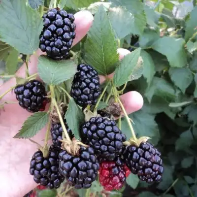 Ежевика ОУАЧИТА бесшипная  в Колодищи