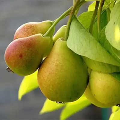 Груша СЕВЕРЯНКА в Колодищи