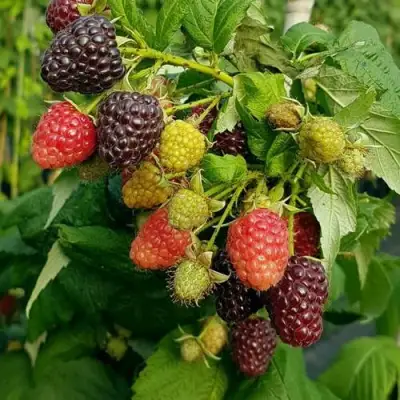 Малина БЛЭК ПОЛЬКА (ХЕБАН) в Колодищи