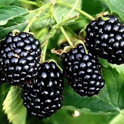 Ежевика ПРАЙМ АРК ТРЕВЕЛЕР ремонтантная  в Колодищи