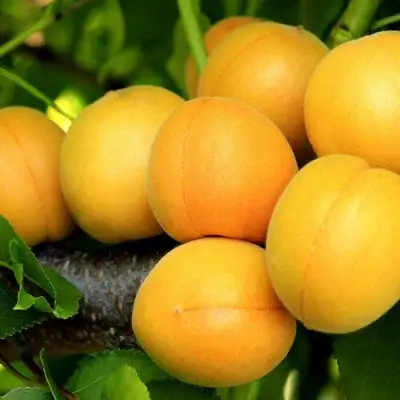 Абрикос ЦАРСКИЙ в Колодищи