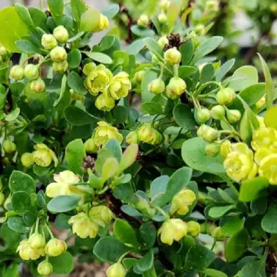 Барбарис КОБОЛЬД тунберга в Колодищи