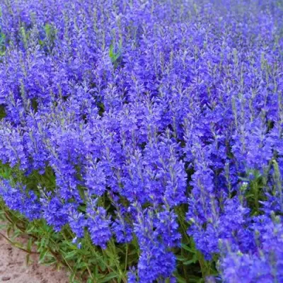 Вероника австрийская в Колодищи