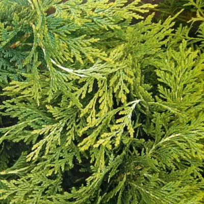 Кипарисовик САНКИСТ лавсона в Колодищи