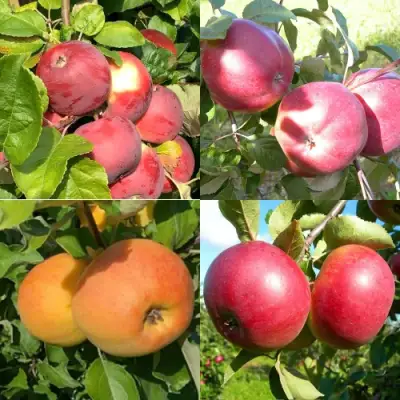 Комплект ЯБЛОНЕВЫЙ КВАРТЕТ в Колодищи