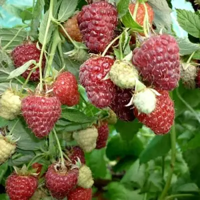 Малина ЖАР-ПТИЦА в Колодищи