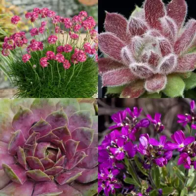 Комплект МИНИ САД в Колодищи