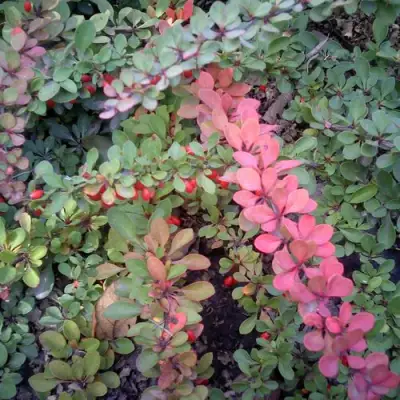 Барбарис ГРИН КАРПЕТ тунберга в Колодищи