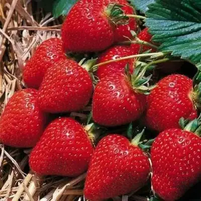 Клубника КИМБЕРЛИ в Колодищи