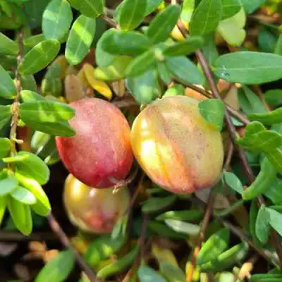 Клюква СТАНКОВИЧ в Колодищи