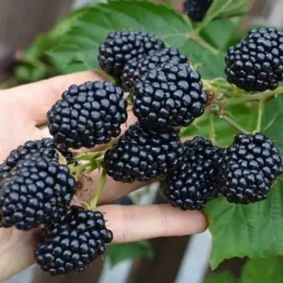 Ежевика ДЖАМБО бесшипная  в Колодищи