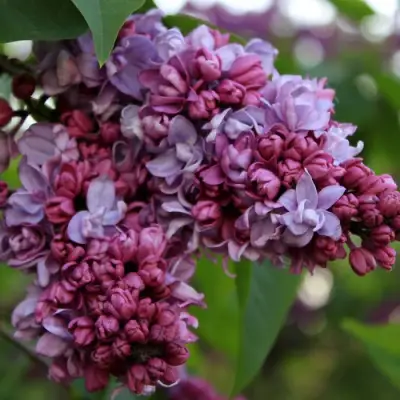 Сирень П.П.КОНЧАЛОВСКИЙ в Колодищи