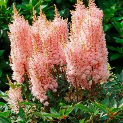 Астильба ЛУК ЭТ МИ японская в Колодищи