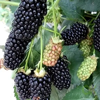 Ежевика ПРАЙМ АРК 45 ремонтантная   в Колодищи