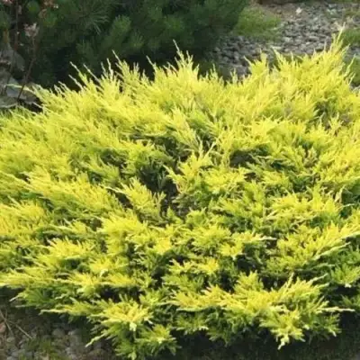 Можжевельник ЛАЙМ ГЛОУ горизонтальный  в Колодищи