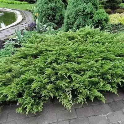 Можжевельник РОКЕРИ ДЖЕМ казацкий  в Колодищи