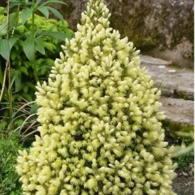 Ель МАЙГОЛД колючая в Колодищи