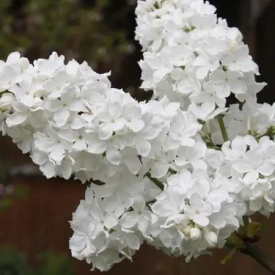 Сирень ФЛОРА в Колодищи