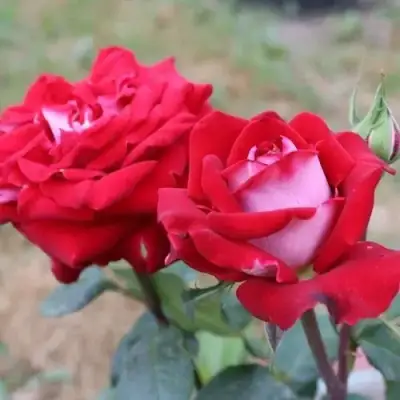 Роза АЛЬЯНС чайно-гибридная в Колодищи