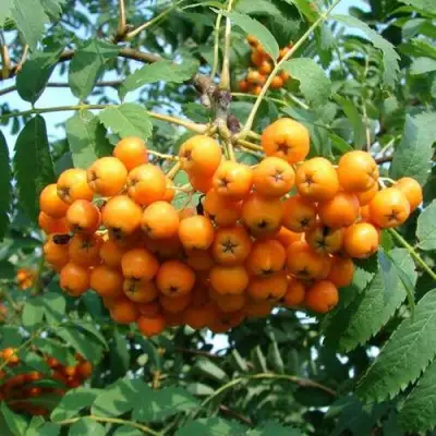 Рябина НЕВЕЖИНСКАЯ ЖЕЛТАЯ сладкоплодная в Колодищи