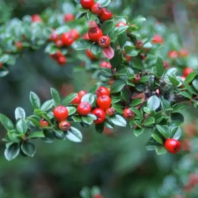 Кизильник горизонтальный в Колодищи