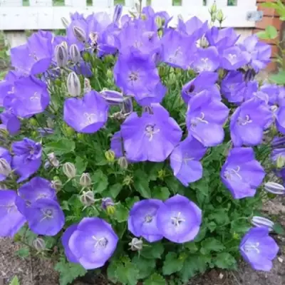 Колокольчик САНТА карпатский в Колодищи