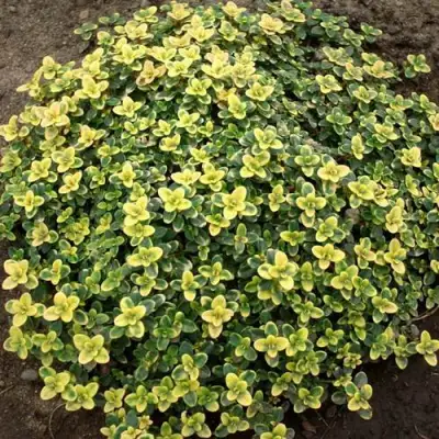 Тимьян ДОННА ВАЛЕЙ лимоннопахнущий в Колодищи