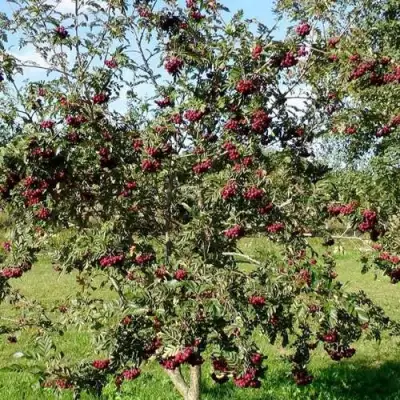 Рябина БУРКА сладкоплодная в Колодищи