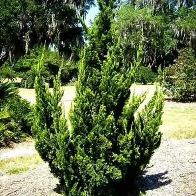 Можжевельник КАЙЗУКА китайский в Колодищи