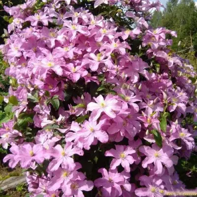 Клематис КОМТЕСС ДЕ БУШО в Колодищи