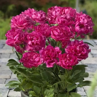 Пион ЛОНДОН травянистый в Колодищи