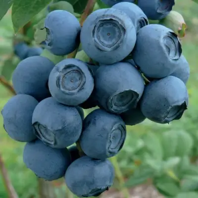 Голубика РУБЕЛ в Колодищи