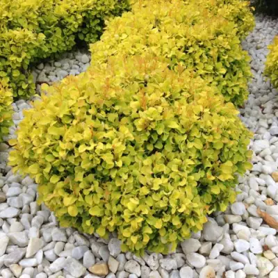 Барбарис БОНАНЗА ГОЛД тунберга в Колодищи